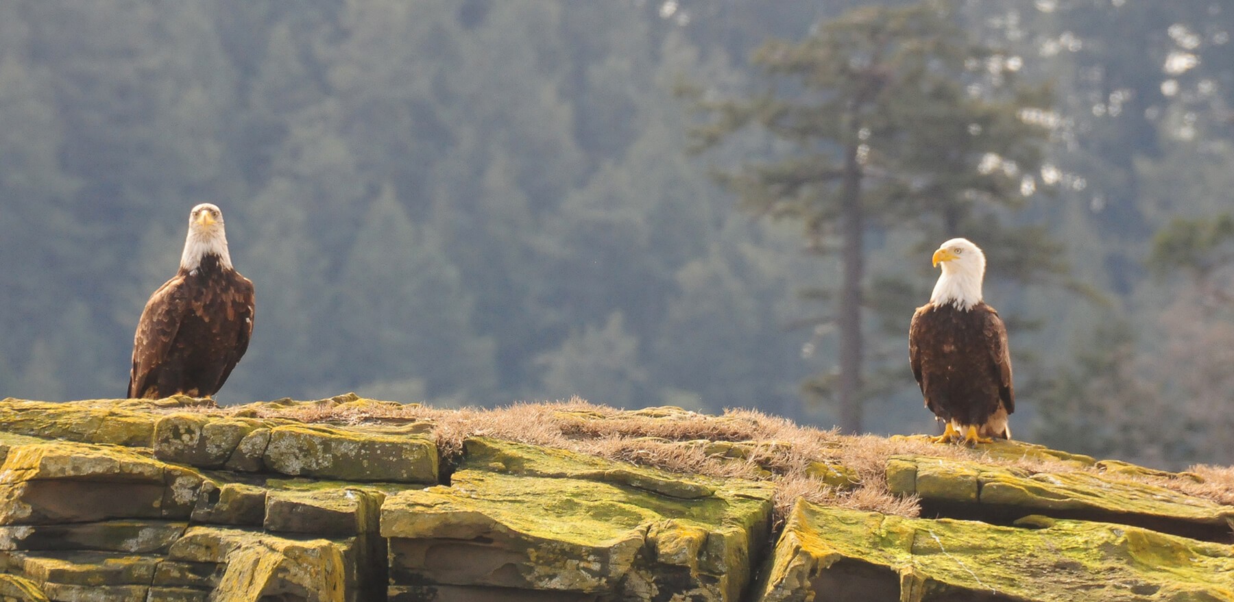 Maya's Legacy Whale Watching Friday Harbor, San Juan Island