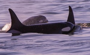 Orca group photo