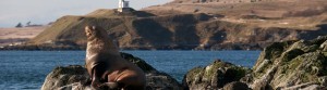 Sea lion in the San Juan Islands