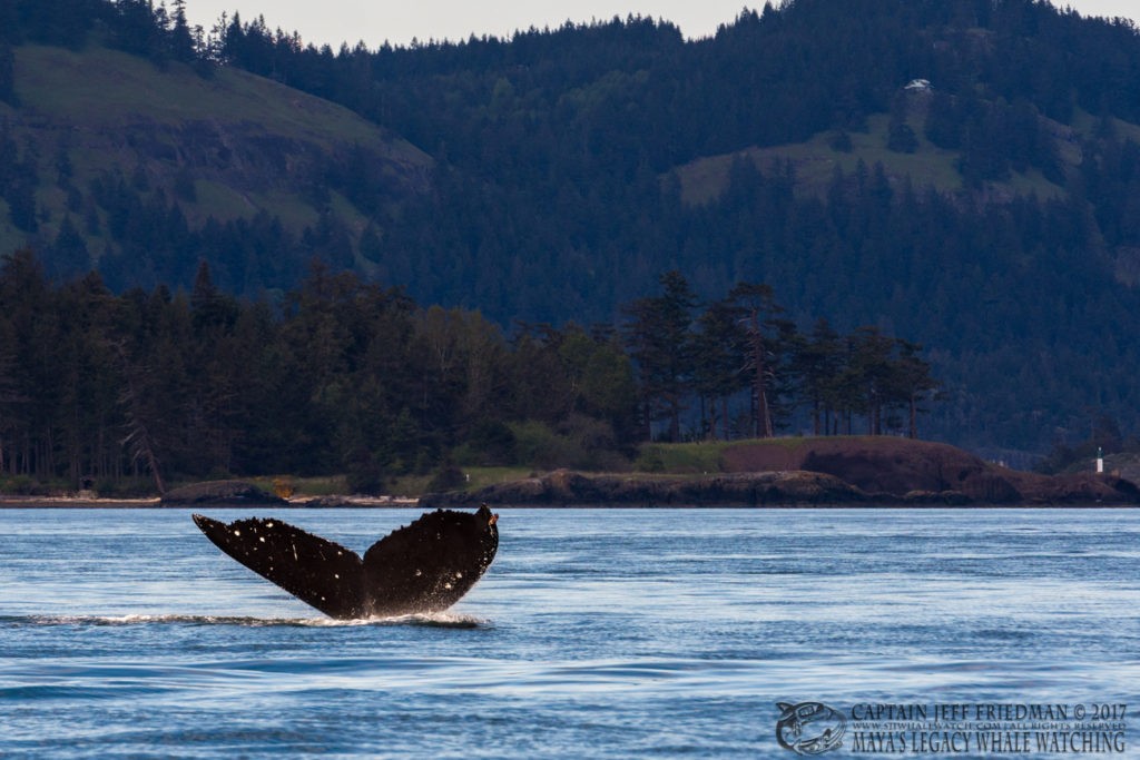 humpback whale BCX1193