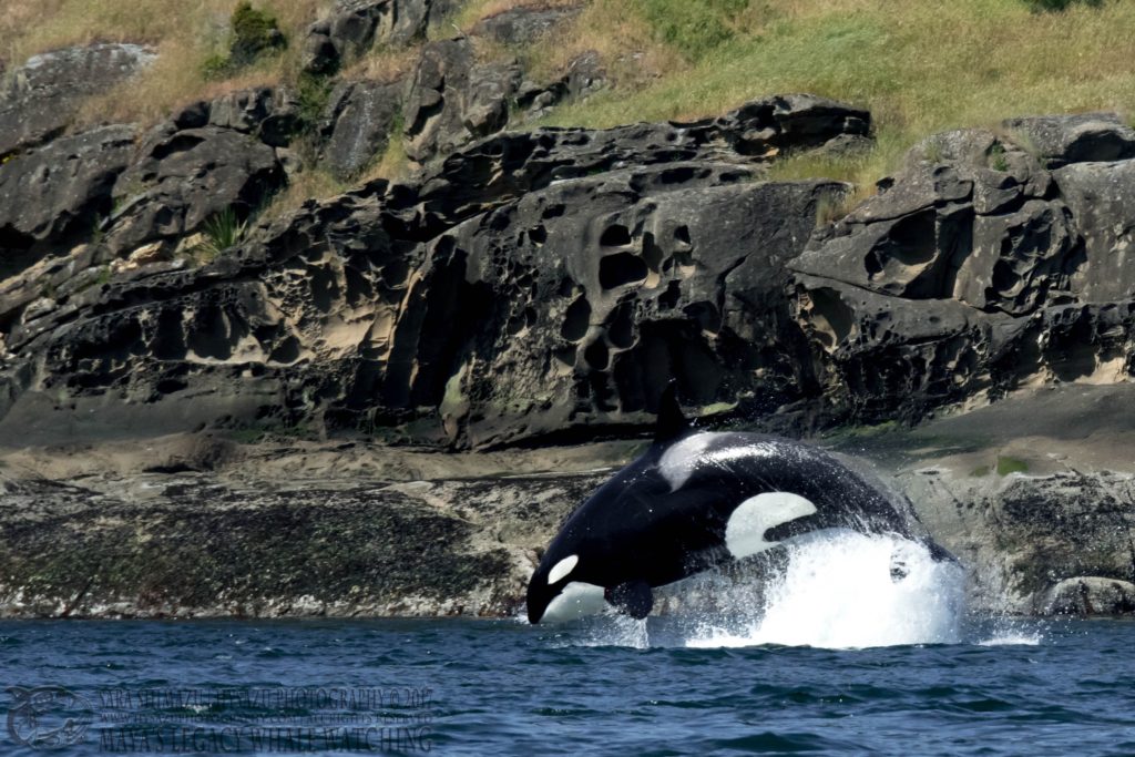 Bigg's orca T124A hunting porpoise
