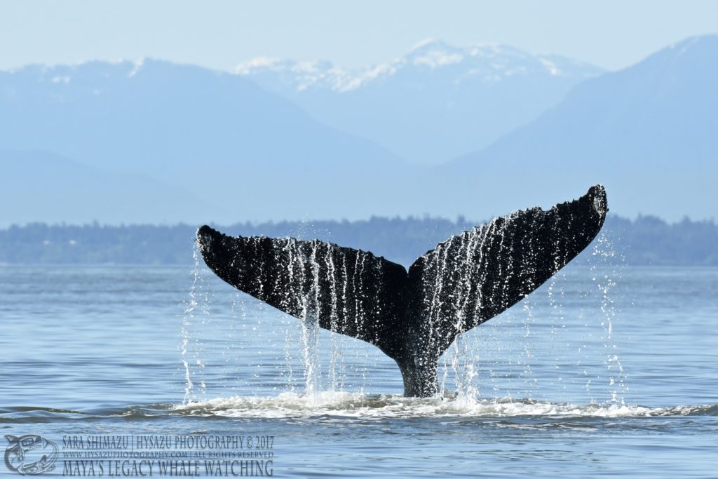 Humpback whale fluke - 2017 Best of Whale Watching