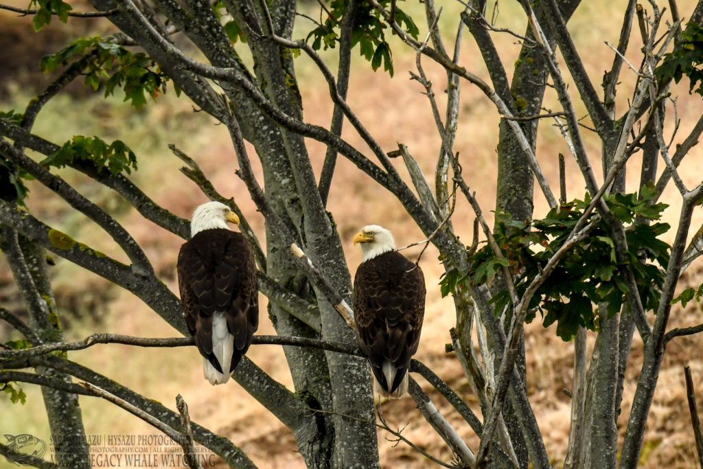 bald eagles, best of wildlife tours