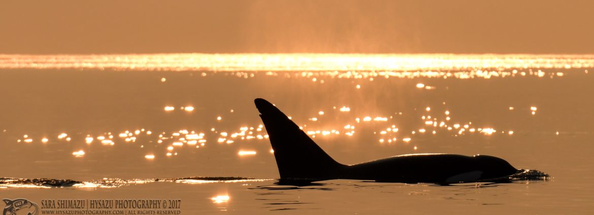 Orca whale at sunset