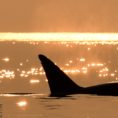 Orca whale at sunset