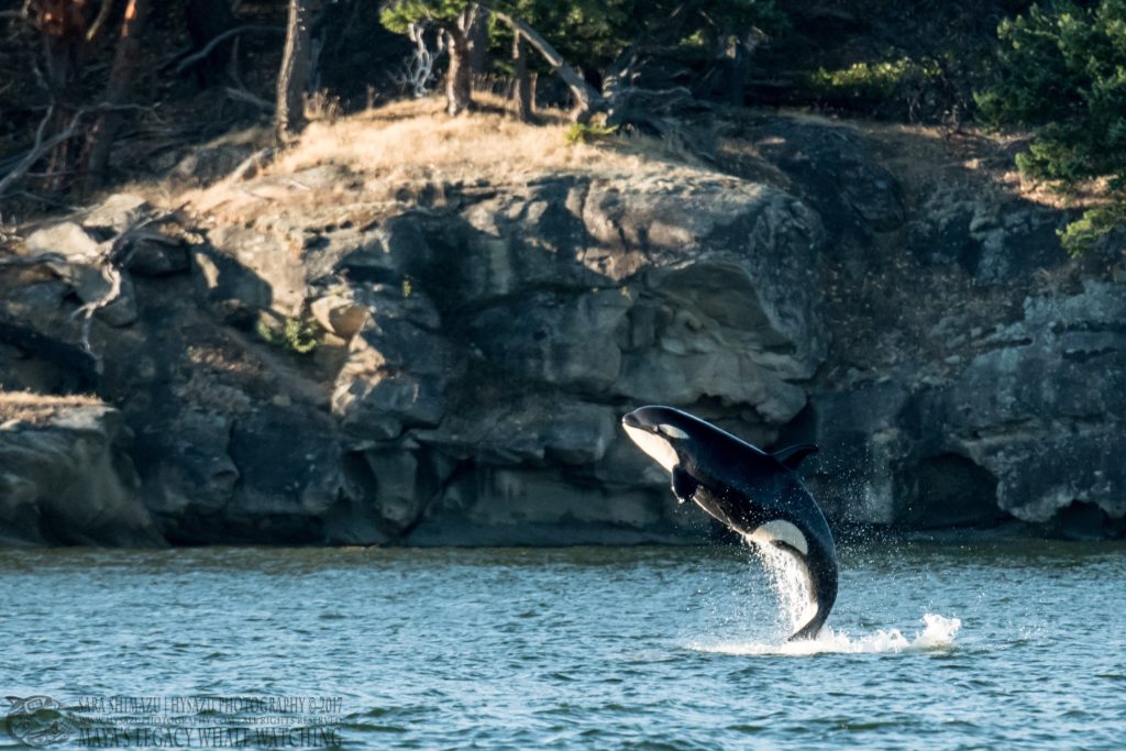 J53 breach - Best of Whale Watching 2017