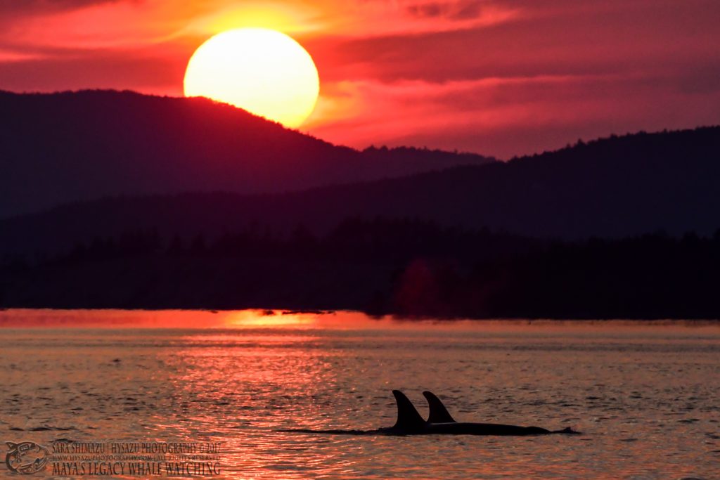 Sunset with Orcas - best of 2017 whale watching