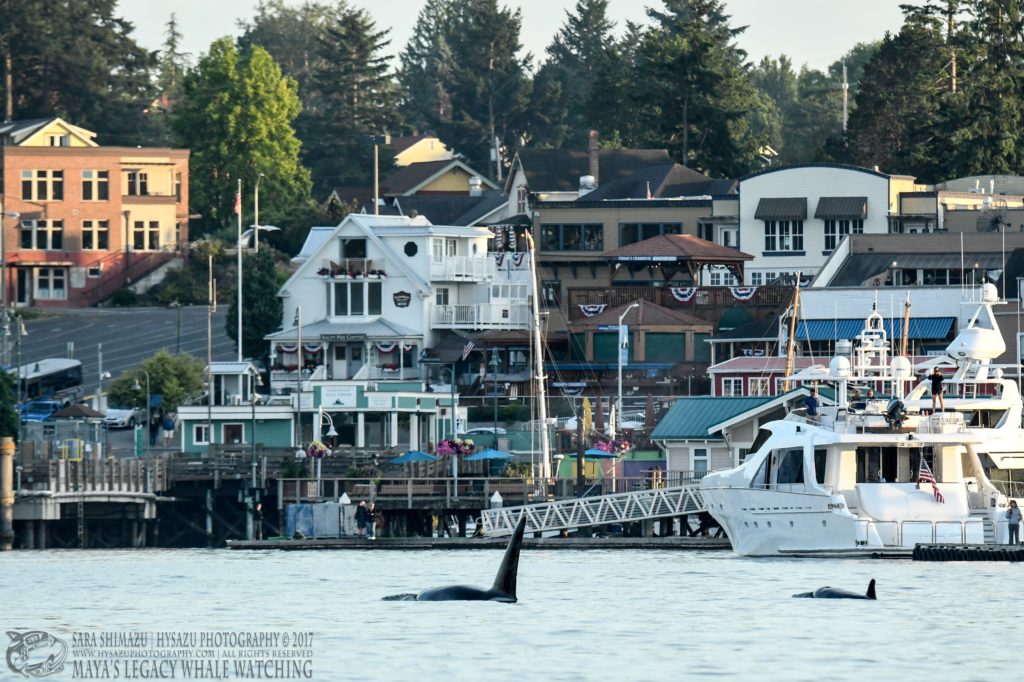 T49A's - whale watching - Friday Harbor