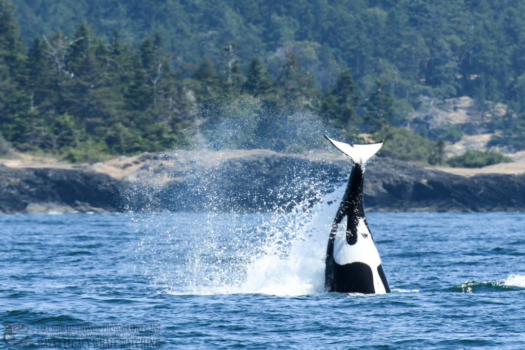 T49As - Bigg's orcas - san juan channel