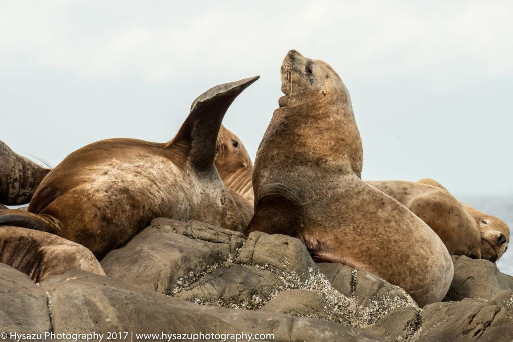 steller sea lions - best of 2017 wildlife tours