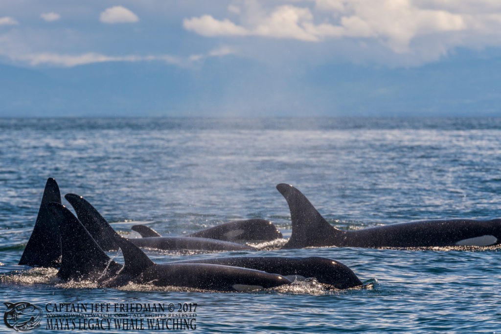 J Pod - San Juan Island Whale Watching - Best of 2017