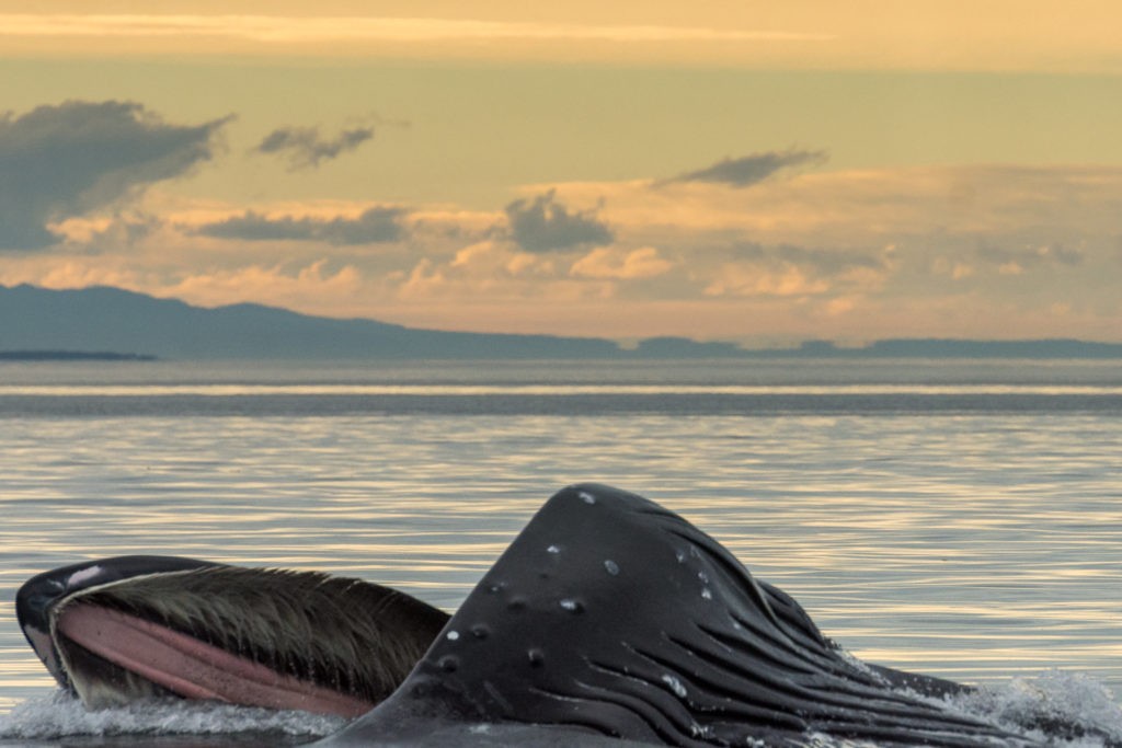 Humpback Whales Lunge Feeding - San Juan Island Whale Watching - Best of 2017