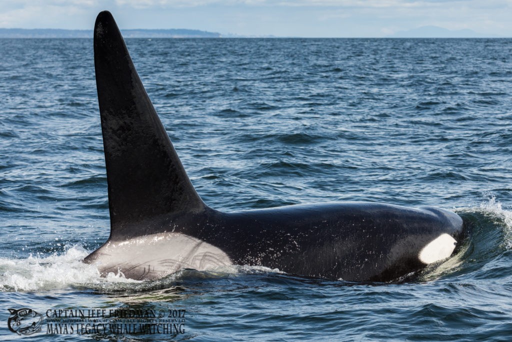 Bigg's Orca T102 - San Juan Island Whale Watching - Best of 2017