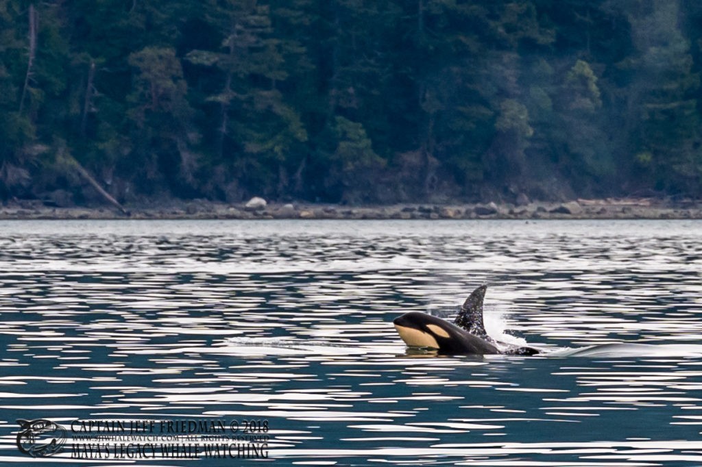 New orca calf T49A5