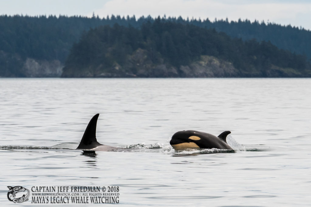 2017 orca calf T49A5
