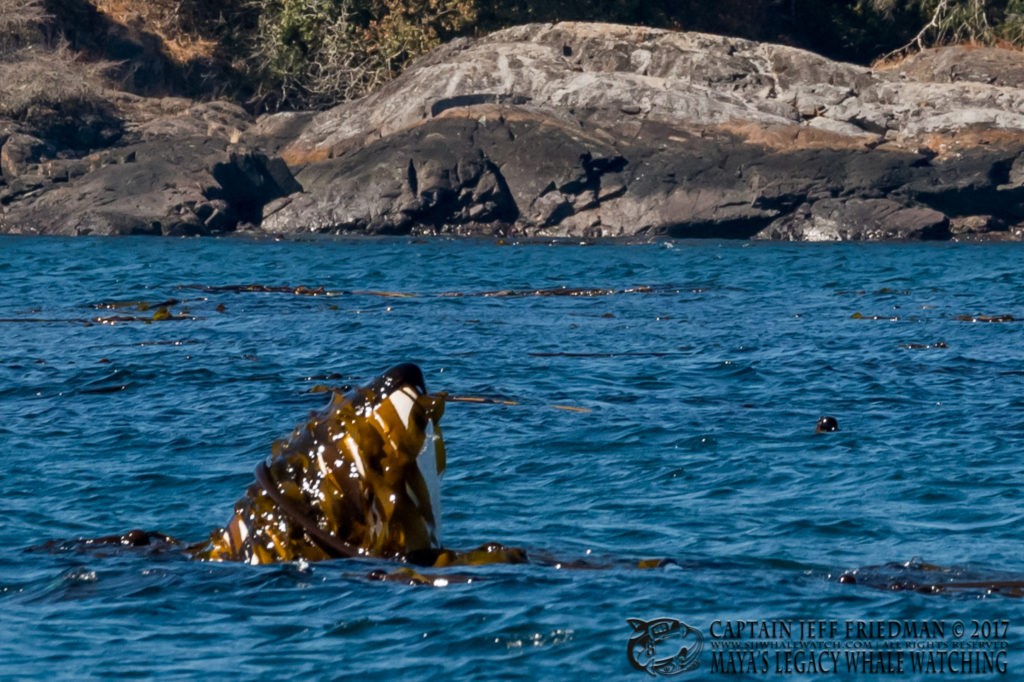Orca playing in kelp - San Juan Island Whale Watching - Best of 2017