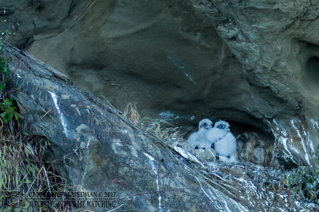 Peregrine Falcon Chicks - San Juan Island Whale Watching - Best of 2017