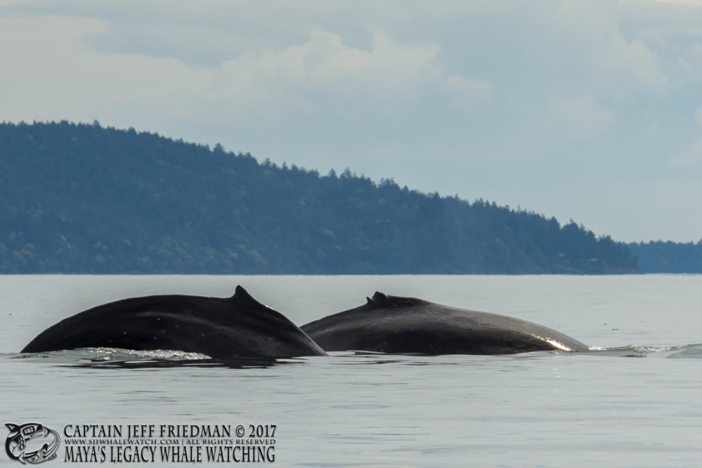 Humpback Whales - San Juan Island Whale Watching - Best of 2017