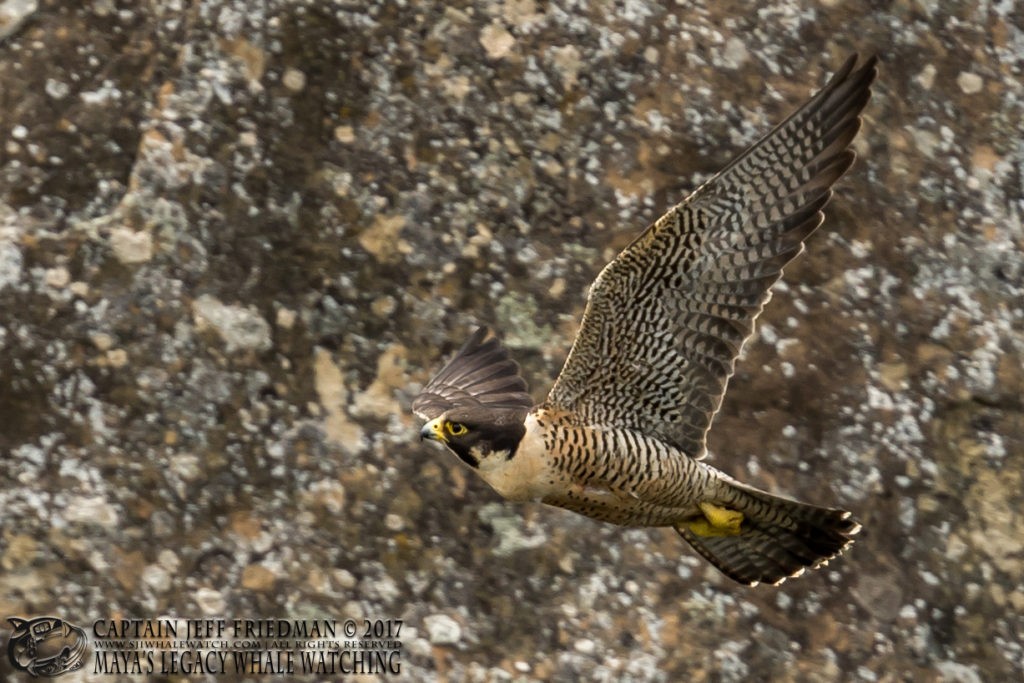 Peregrine Falcon - San Juan Island Wildlife Tours - Best of 2017