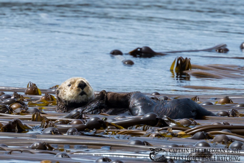 Sea Otter - San Juan Island Wildlife Tours - Best of 2017