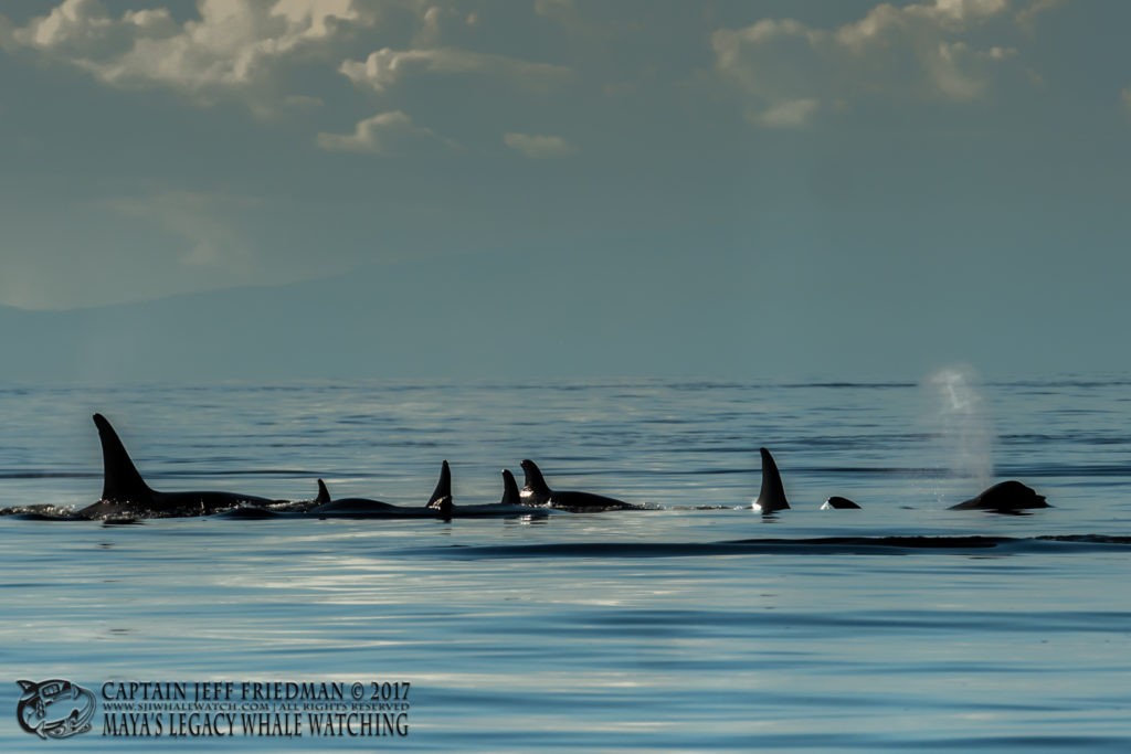 Transient Orcas - San Juan Island Whale Watching - Best of 2017