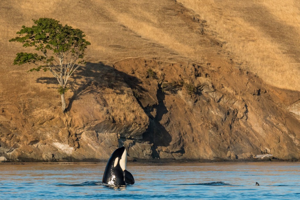 Bigg's Orca Spyhop- San Juan Island Whale Watching - Best of 2017