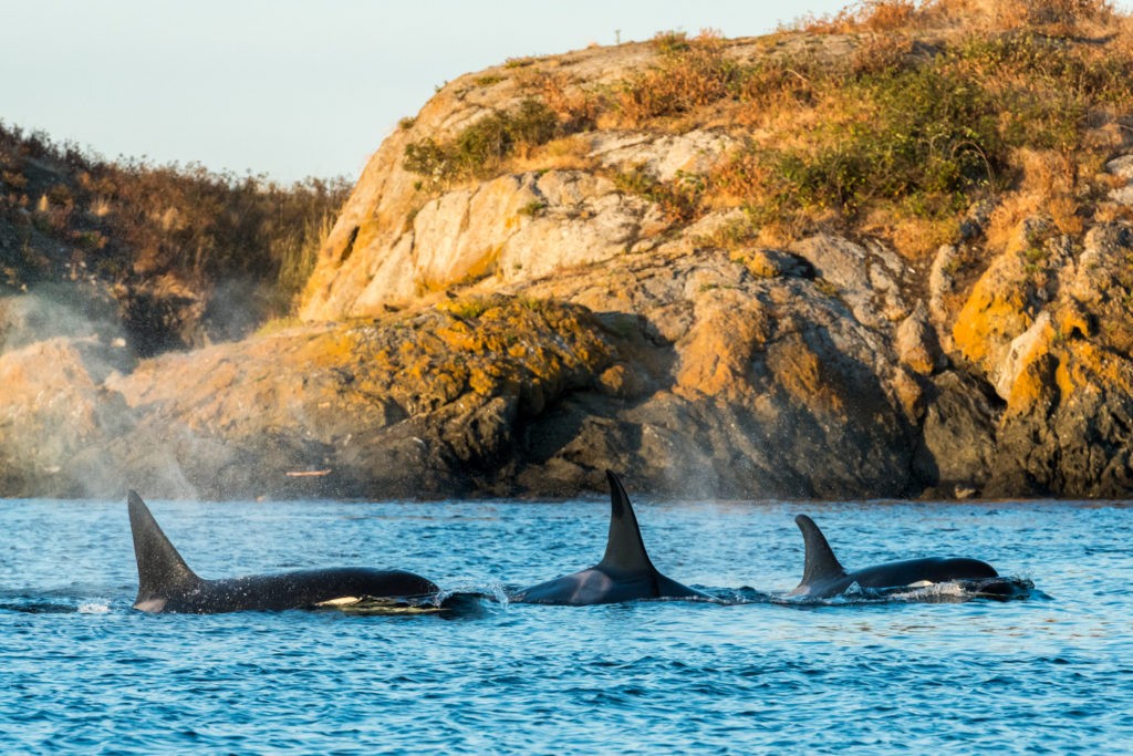 Bigg's Orcas - San Juan Island Whale Watching - Best of 2017