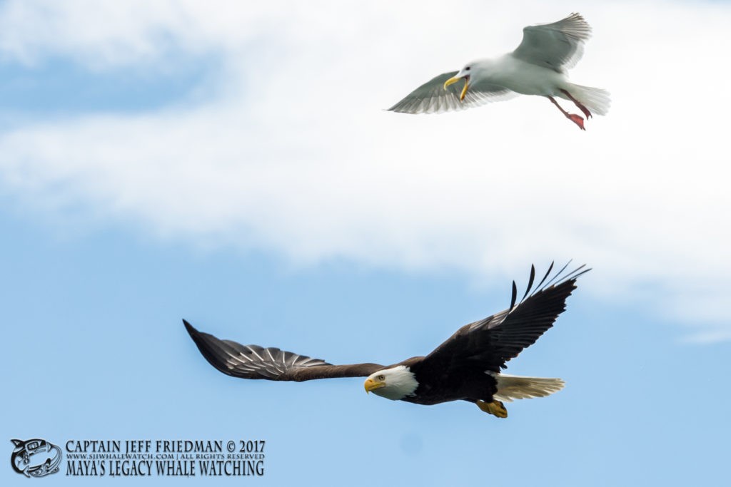 bald eagle - San Juan Island Wildlife - Best of 2017