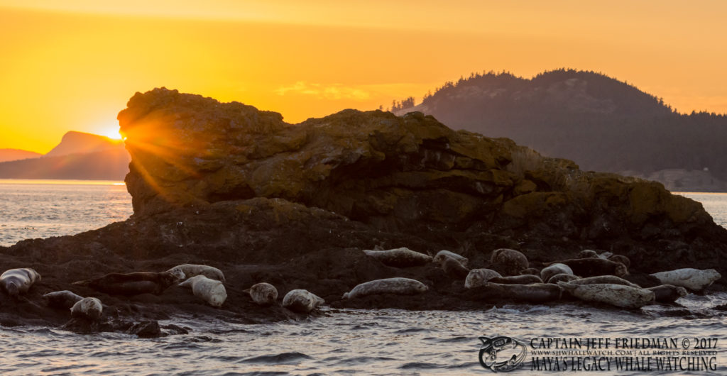 harbor seals - San Juan Island Whale Watching - Best of 2017