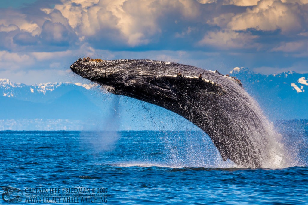 humpback whale breach - San Juan Island Whale Watching - Best of 2017