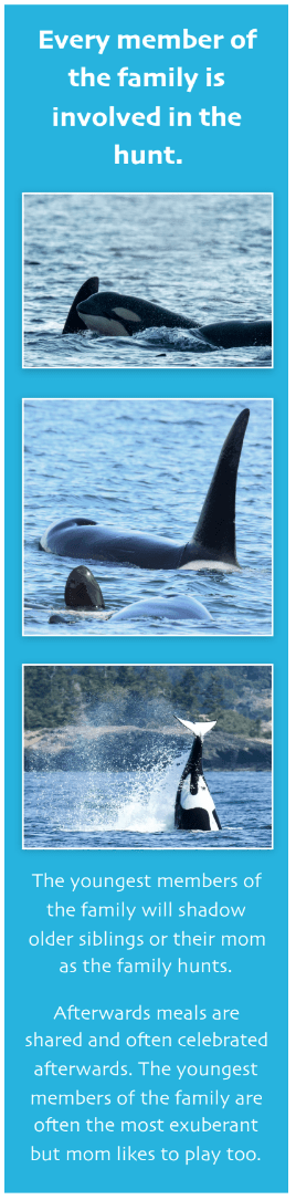 Bigg's Orcas T49A's - Maya's Legacy Whale Watching