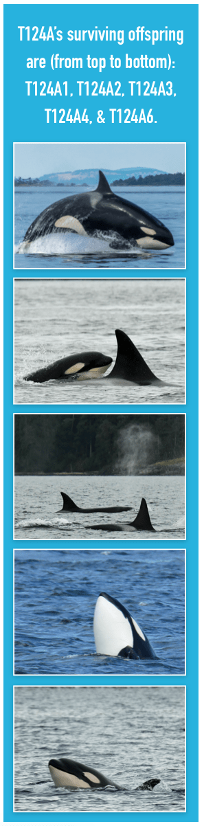 Bigg's Transient Orcas T124A's