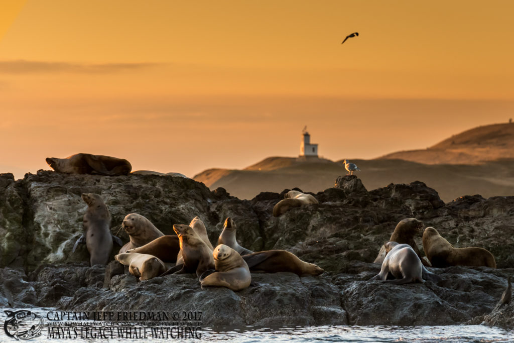 Sunset at Cattle Point, San Juan Island with Steller sea lions