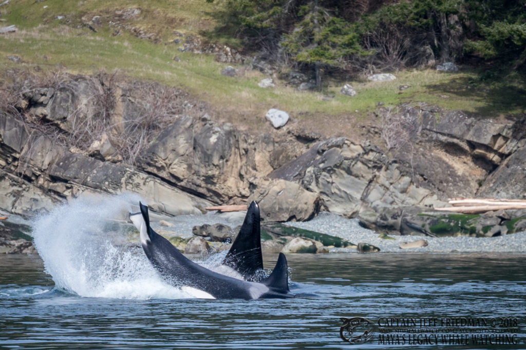 Orcas hunting seals