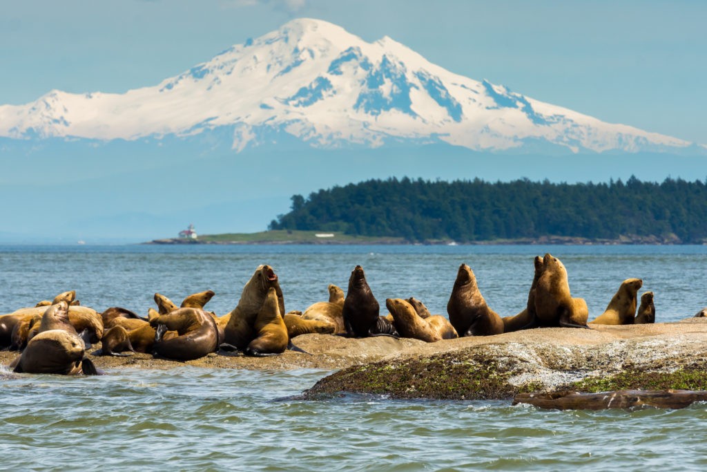 Steller sea lions with Mt Baker