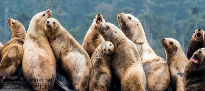 Steller sea lions on our whale watch & wildlife tour