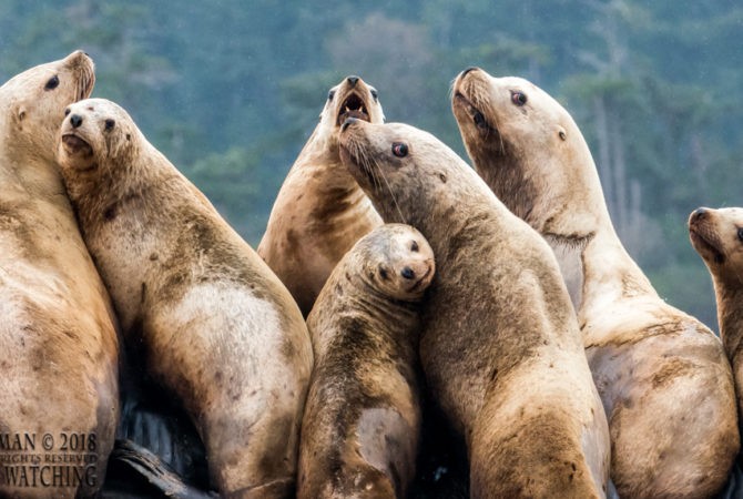 Steller sea lions on our whale watch & wildlife tour