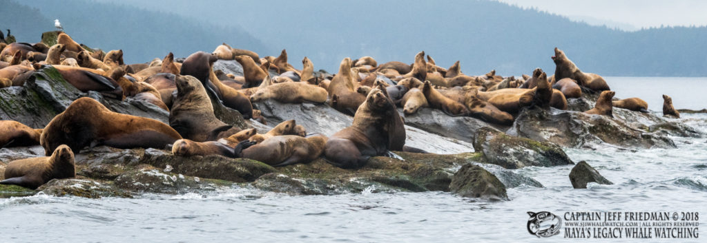 steller sea lions