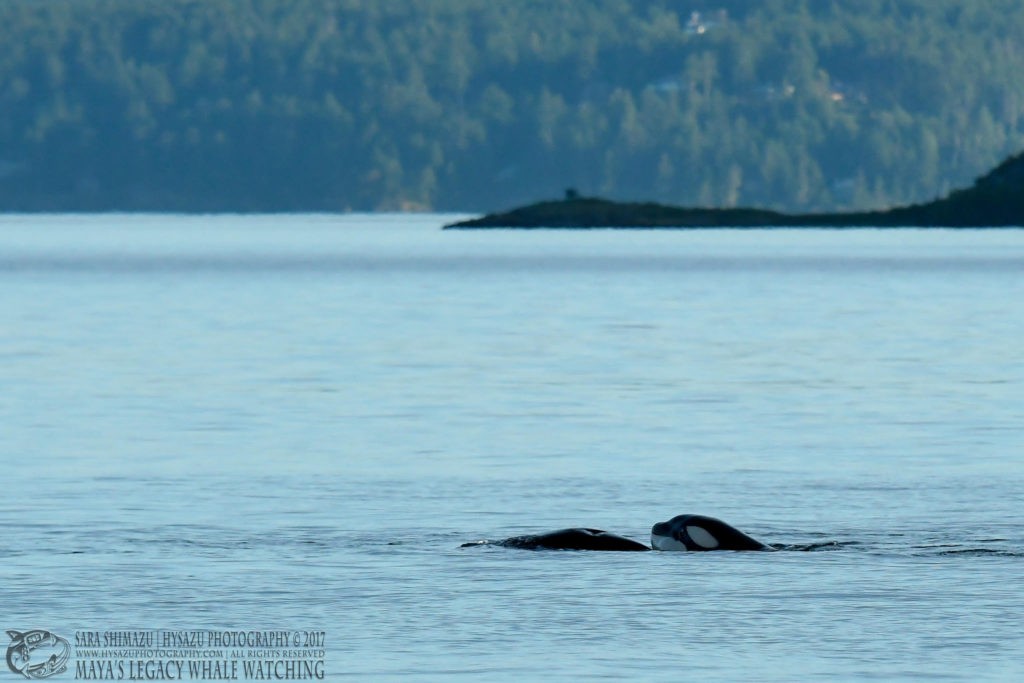 killer whale mom and calf