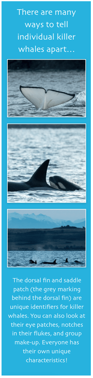 Ways to identify individual killer whales.