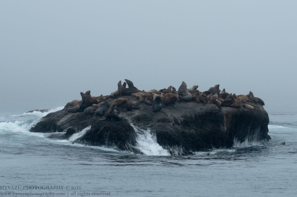 steller sea lions hauled out on the rocks
