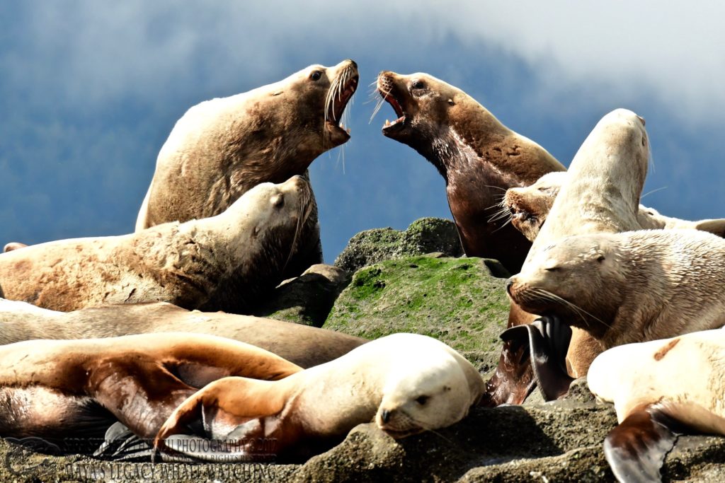 steller sea lions growl
