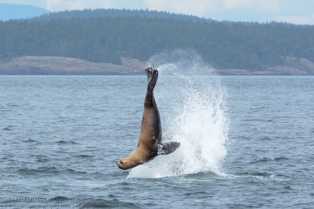 Steller sea lion launched out by killer whales