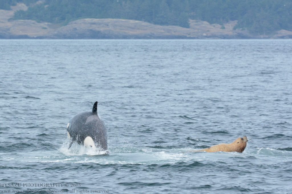 Steller sea lion being hunted by killer whales