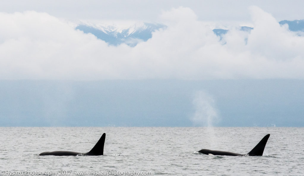 Bigg's orcas in Strait of Juan de Fuca