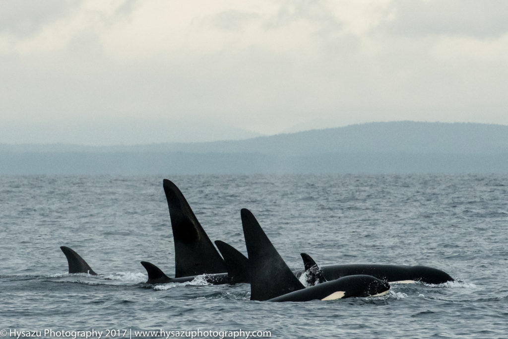 Whale watching with Bigg's orcas from San Juan Island