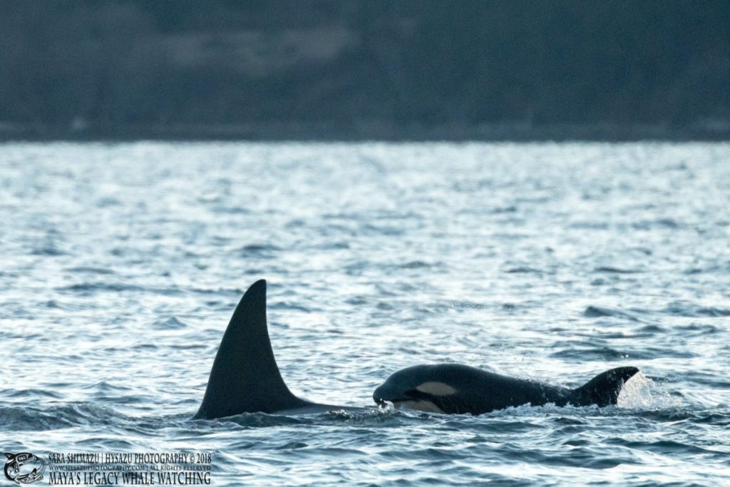 Bigg's orca T75C with new calf seen on whale watching tour Jan 1, 2018