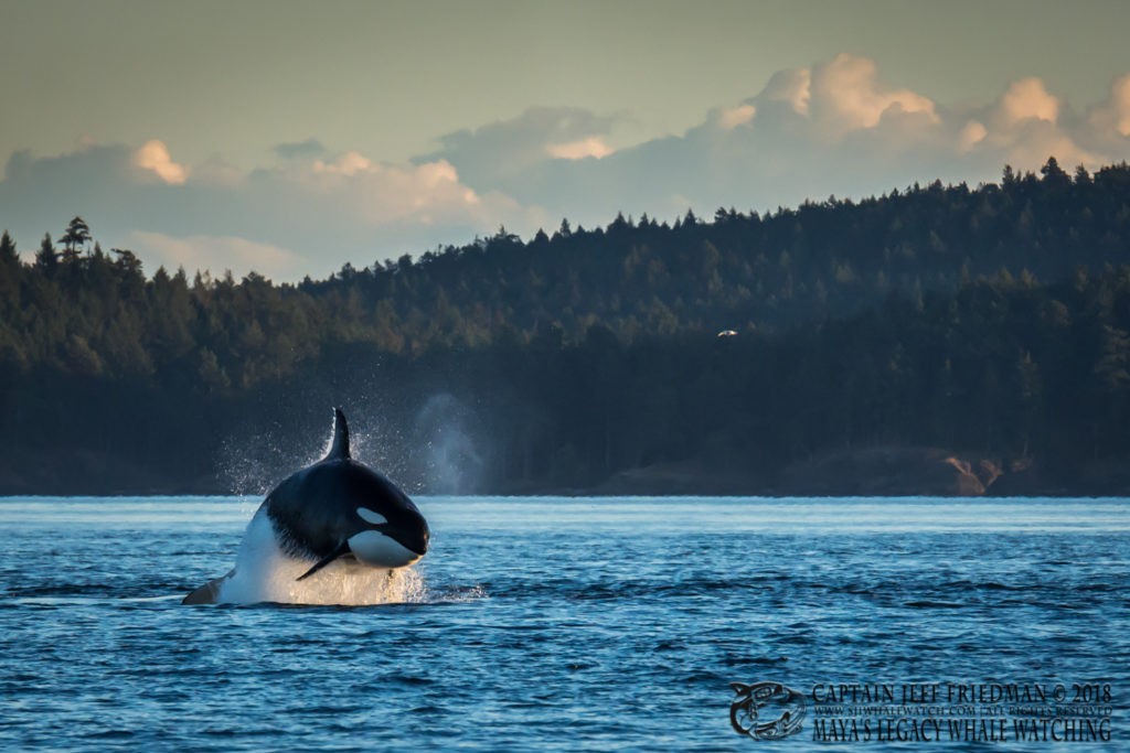 Orca T65A hunting harbor porpoise