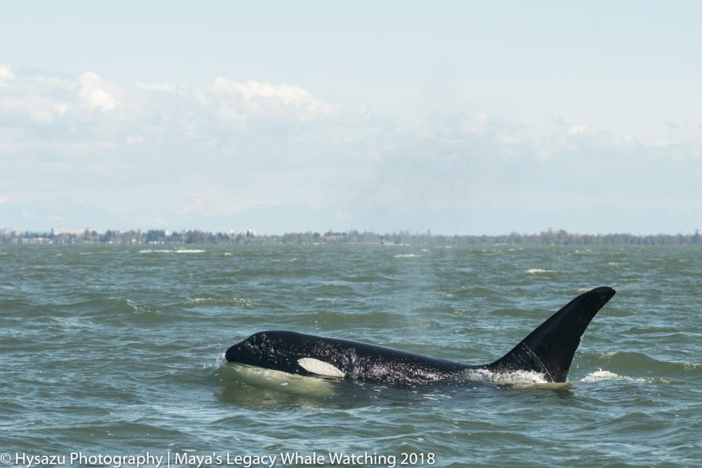 Orca near Vancouver