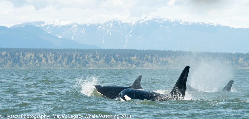 Orcas near Vancouver